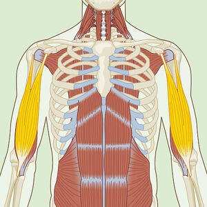 Biceps Brachii