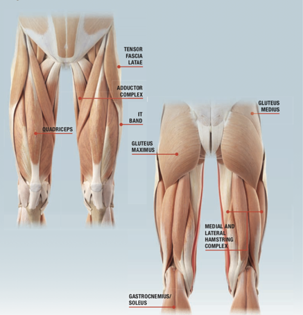 Key Muscles Associated with the Knee