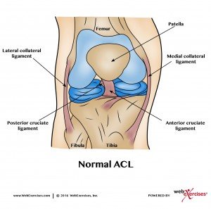 Knee Normal ACL