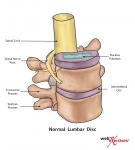 Normal Lumbar Disc