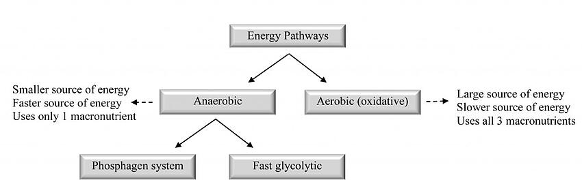 Figure 1-1: Overview of the bioenergetics pathways